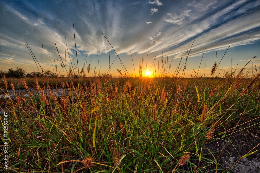 Wall mural sunset and grass