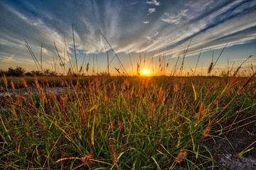 sunset and grass