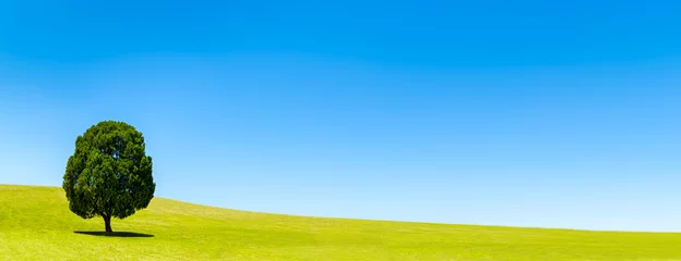 Photo sur Plexiglas Été Paysage vert avec un ciel bleu en arrière-plan