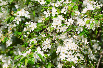 Blossoming of plum flowers in spring time with green leaves, macro