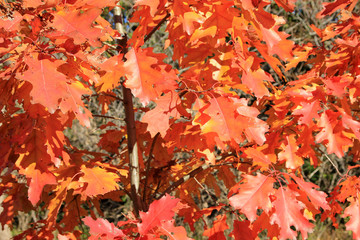 Many red leaves as a floral background
