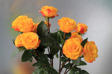 The bunch of yellow roses 