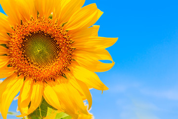 Obraz premium Close up of beautiful sunflowers, yellow flower blooming in nature garden, on against a bright blue sky background. selective focus.