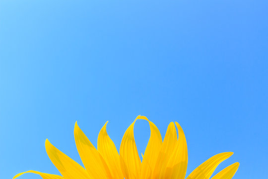 Yellow petals of a blooming sunflower on against a bright blue sky background.
