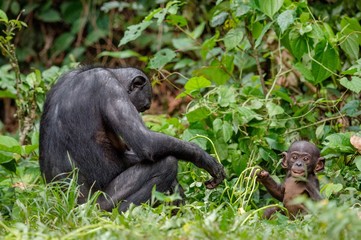 Mother and Cub of Bonobo in natural habitat. Close up Portrait . Green natural background. The Bonobo ( Pan paniscus), called the pygmy chimpanzee. Democratic Republic of Congo. Africa