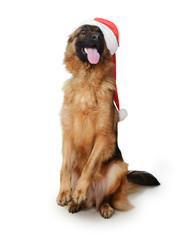 Portrait of a Young German Shepherd Dog wearing Santa's hat Standing on its hind legs against white background.
