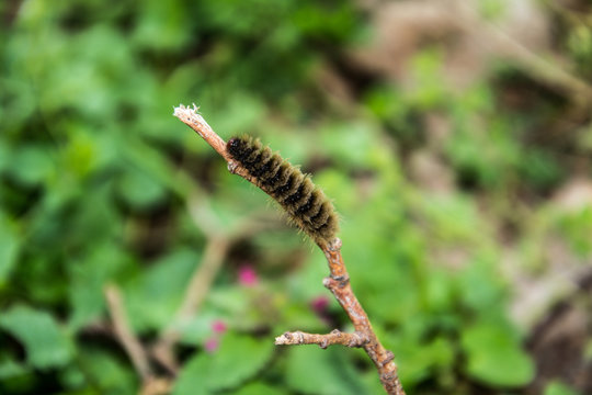 Hairy caterpillars sit on stick