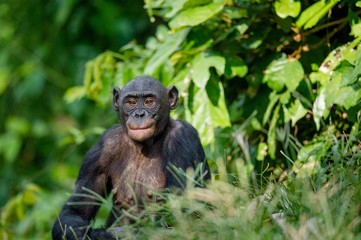 Close up Portrait of Bonobo. Green natural background in natural habitat. 
Pan paniscus. Democratic Republic of Congo. Africa
