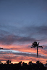 Palms at Sunset on Florida beach 