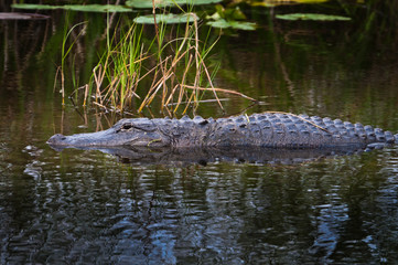 American alligator