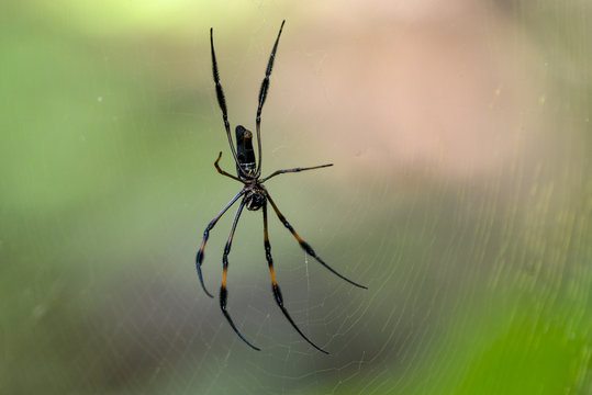 Araignée des Seychelles, Palm Spider, Nephila inaurataIles, Seychelles