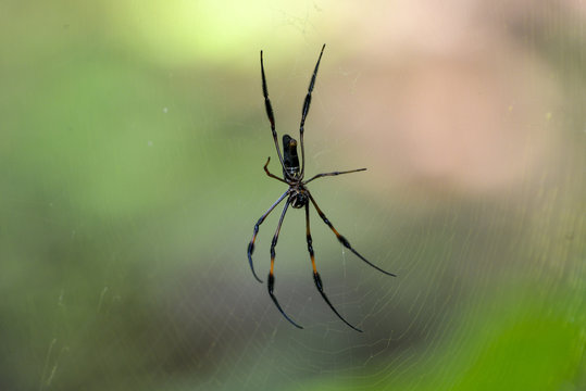 Araign&eacute;e des Seychelles, Palm Spider, Nephila inaurataIles, Seychelles