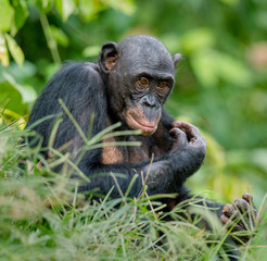 Close up Portrait of Bonobo. Green natural background in natural habitat. 
Pan paniscus. Democratic Republic of Congo. Africa
