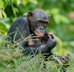 Close up Portrait of Bonobo. Green natural background in natural habitat. 
Pan paniscus. Democratic Republic of Congo. Africa
