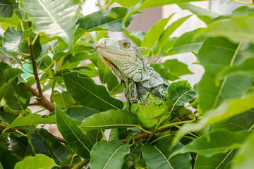 The Iguana on the Tree