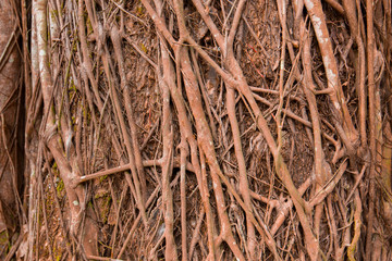 Pattern of tree roots