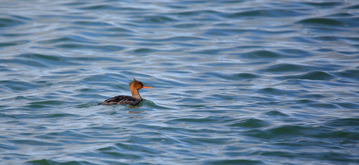 Red-breasted merganser swimming in blue water