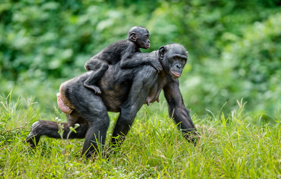Bonobo Cub on the mother's back . Green natural background in natural habitat. The Bonobo ( Pan paniscus), called the pygmy chimpanzee. Democratic Republic of Congo. Africa