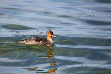  Red-breasted merganser swimming in green water