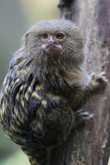 Cebuella pigmea uistiti nana