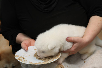 Newborn Akita Inu puppy