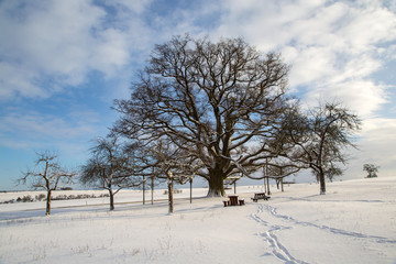 Fototapeta na wymiar Millennium oak near Sichertshausen (Germany) / Winter Landscape