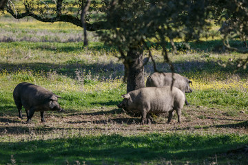 Iberian pigs eating acorns