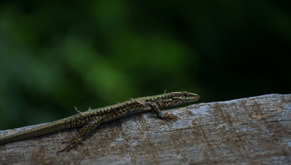 Forest lizard, Gecko, Wildlife animal. lizard eat insect for food