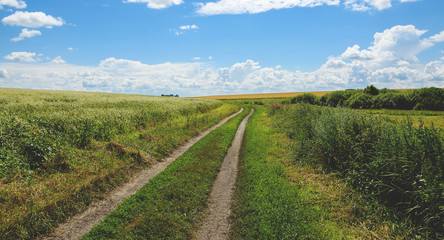 Summer landscape with road