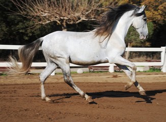 Fototapeta na wymiar Andalusian horses