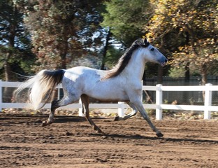 Andalusian horses © Joanna