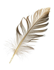 pen feather isolated