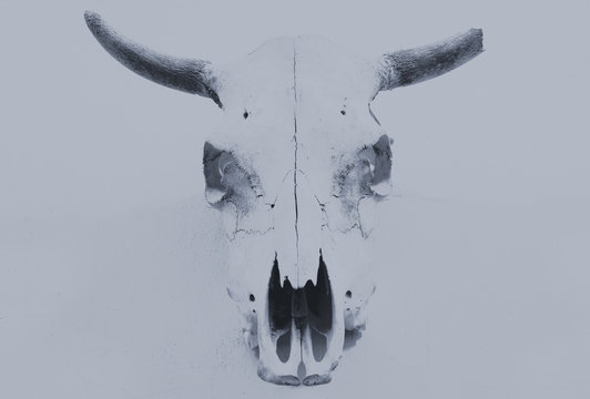 Bull Scull