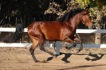 Andalusian horses © Joanna