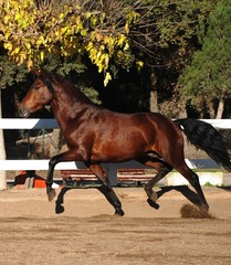 Andalusian horses