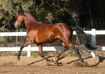 Andalusian horses © Joanna