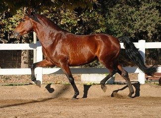 Andalusian horses © Joanna