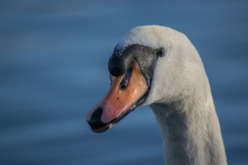 Close up swan head 3 of 4