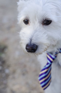 retrato de perro con corbata