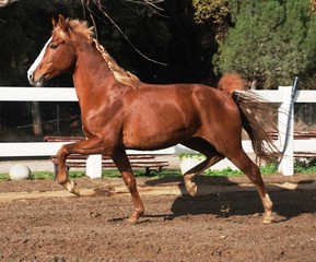 Andalusian horses © Joanna