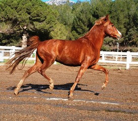 Obraz na płótnie Canvas Andalusian horses