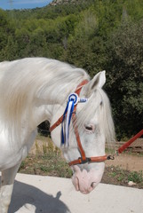 Andalusian horses © Joanna