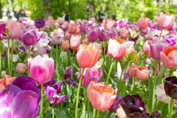 Blurred image. Field of blooming tulips with many colorful flowers in the park in spring time.