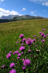 Obraz premium Beautiful Purples Flowers in Dolomites. Italy