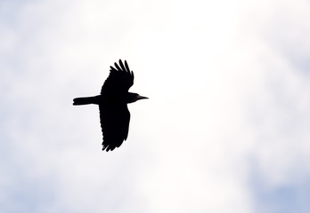 crows on the background of the sky with clouds