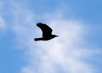 crows on the background of the sky with clouds