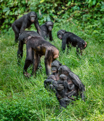 Bonobos in natural habitat. Green natural background. The Bonobo ( Pan paniscus), called the pygmy chimpanzee. Democratic Republic of Congo. Africa