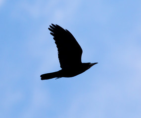 Crow on a background of blue sky