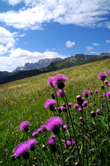 Obraz premium Beautiful Purples Flowers in Dolomites. Italy