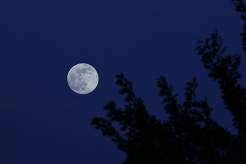 Fototapeta na wymiar Evening Moon